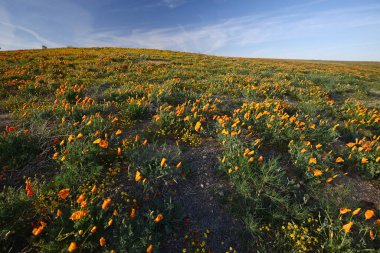 Bahçede büyüyen güzel çiçekler