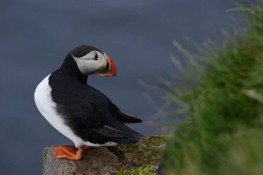 Doğal ortamdaki kuşun yakın görüntüsü