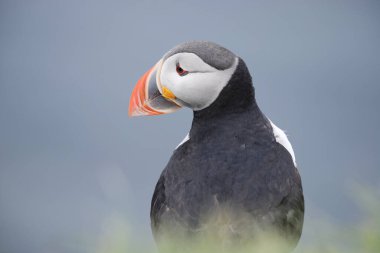 Doğal ortamdaki martı kuşunun yakın görüntüsü