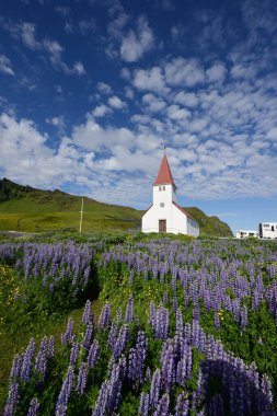 İzlanda 'da Lupine manzarası