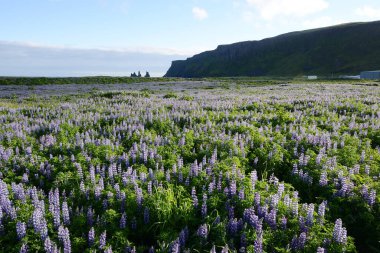 İzlanda 'da Lupine manzarası