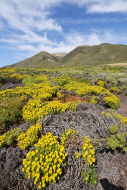 Büyük Sur çiçek tarlası