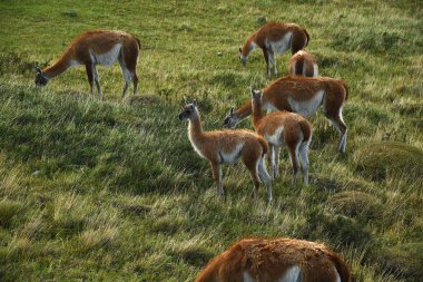 Guanaco from Torres del Paine, Chile