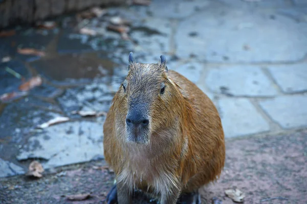 Capybara Warmen Wasser — Stockfoto