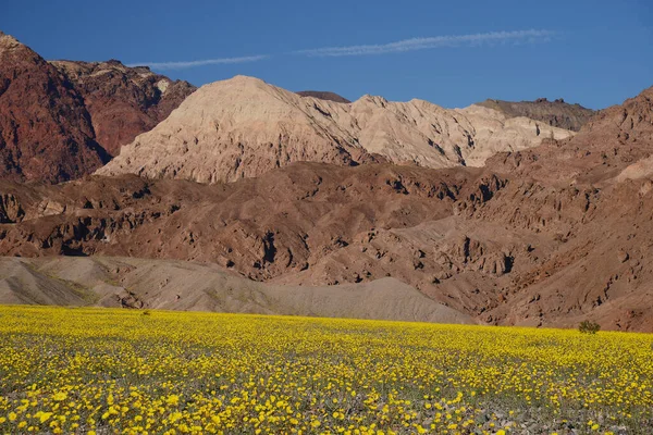 Landscape Desert Flower Bloom — Stock Photo, Image