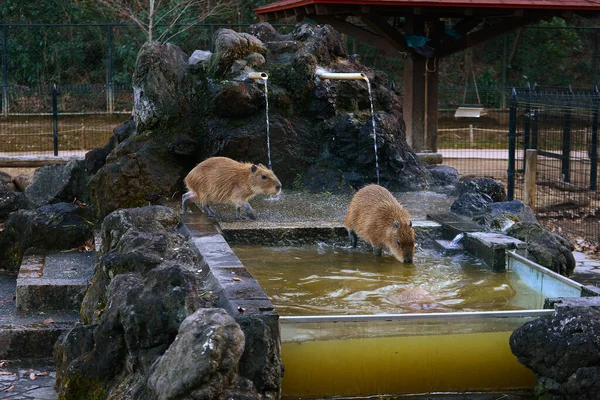 Capybaras Warm Waters — Stock Photo, Image