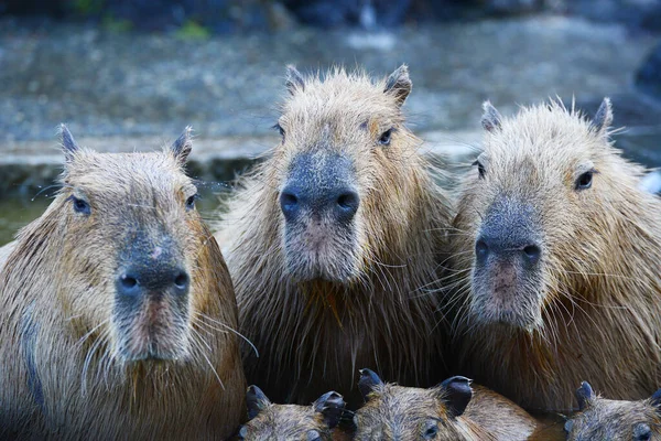 暖かい水の中のCapybaras — ストック写真