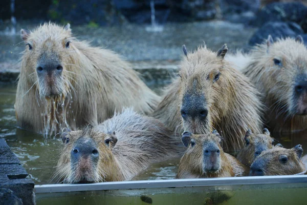 Capybaras Ciepłych Wodach — Zdjęcie stockowe
