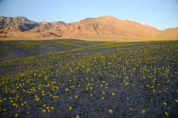 stock image landscape of desert flower bloom