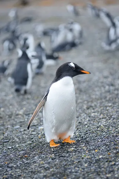 野生の自然のペンギン 昼間のショット — ストック写真