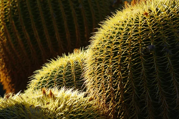 Kaktus Blask Zbliżenie — Zdjęcie stockowe