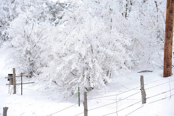 树木在雪中 森林在冬天 — 图库照片