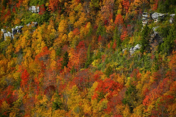 Цветные Осенние Деревья Горах — стоковое фото