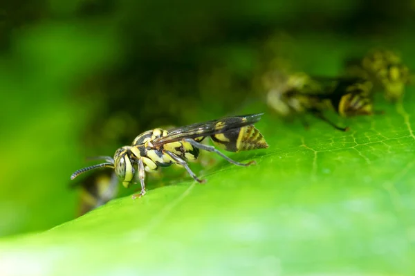 Wasp Nest Green Leaf — Stock Photo, Image