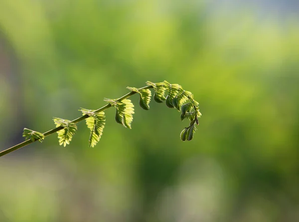 Молоді Пагони Зеленим Фоном Природи — стокове фото