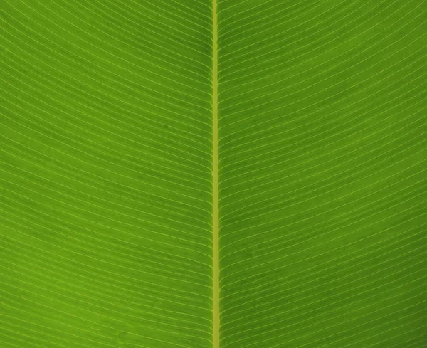 Textura Superfície Folha Verde Fundo Folha Verde — Fotografia de Stock