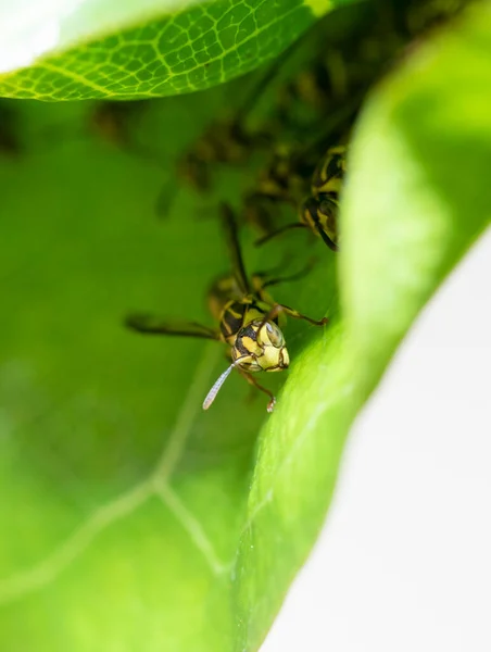 Wasp Grönt Löv Med Och Familj Bakgrunden — Stockfoto