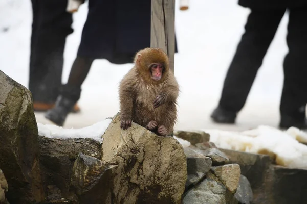 Macaco Neve Nagano Japão — Fotografia de Stock
