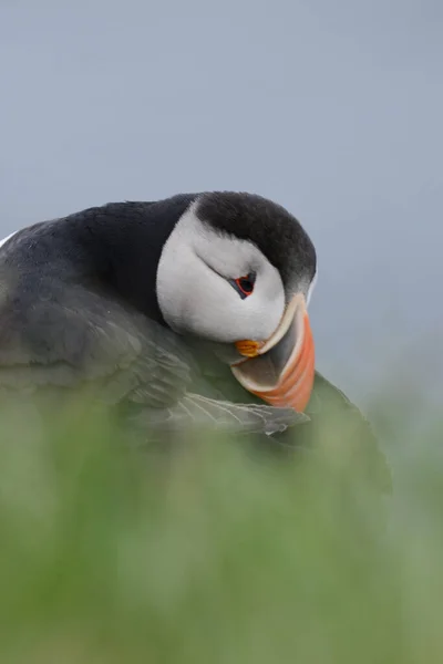 Vista Perto Puffin Bird Habitat Natural — Fotografia de Stock