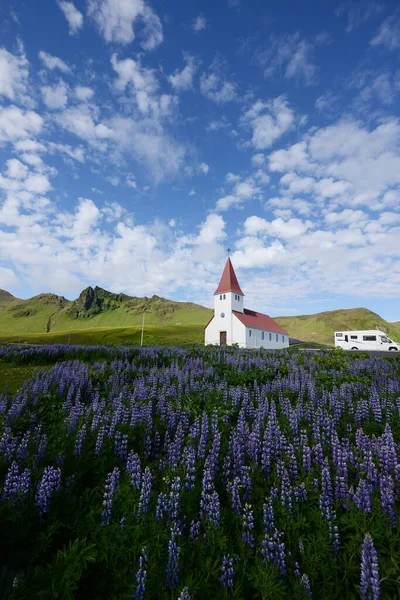 Landscape Lupine Iceland — Stock Photo, Image