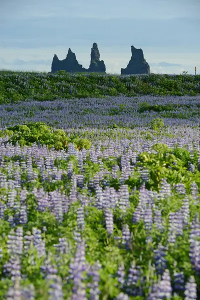 Paesaggio Lupine Islanda — Foto Stock
