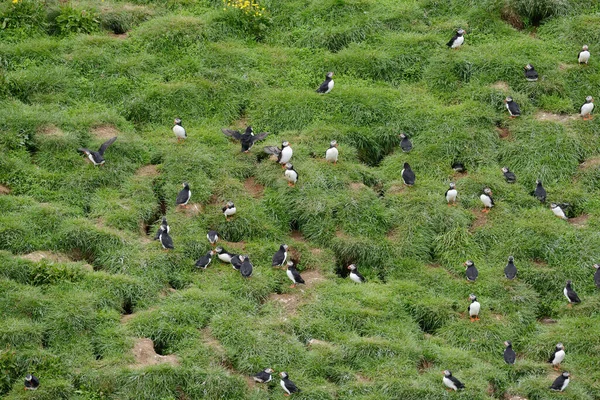 Vista Perto Das Aves Puffin Habitat Natural — Fotografia de Stock