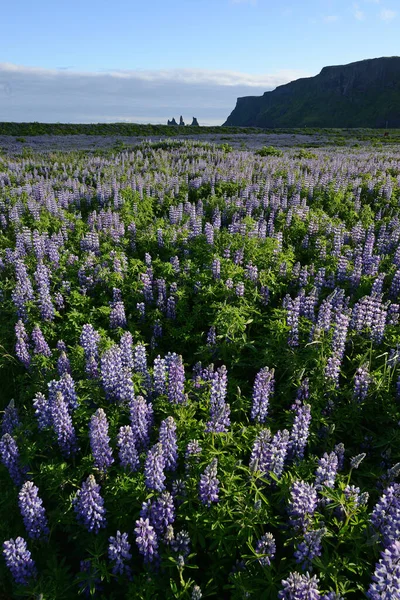 Landschap Van Lupine Ijsland — Stockfoto