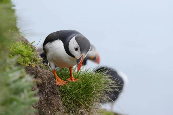 Close Zicht Papegaaiduikers Natuurlijke Habitat — Stockfoto