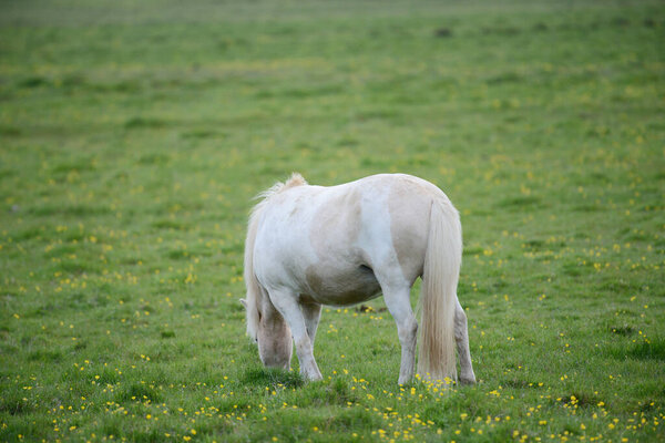 Iceland Horse at Wild nature