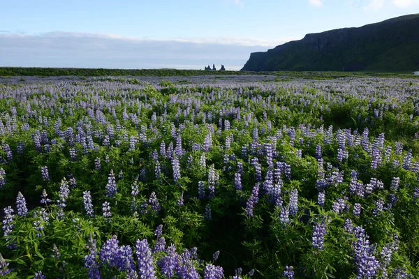 Τοπίο Του Λουπίνου Στην Ισλανδία — Φωτογραφία Αρχείου