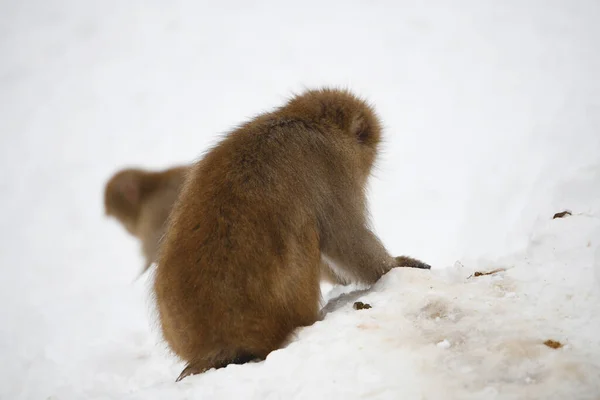Macaco Neve Nagano Japão — Fotografia de Stock