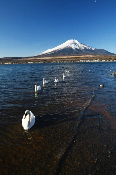 Fuji Med Svanar Och Blå Himmel Vintern — Stockfoto