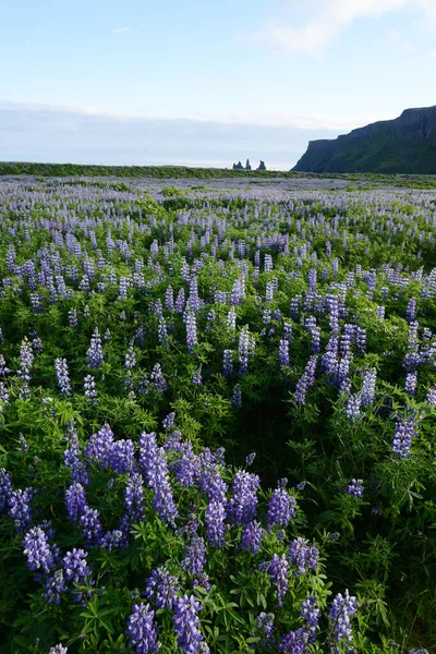Ландшафт Люпіна Ісландії — стокове фото
