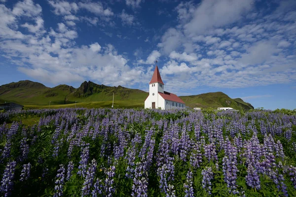 Paysage Lupin Islande — Photo
