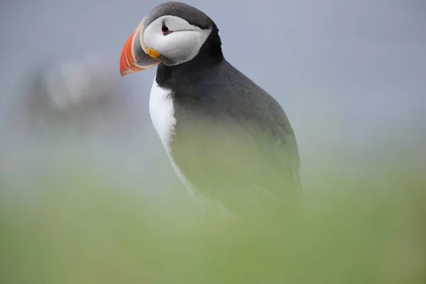 Vue Rapprochée Oiseau Macareux Dans Son Habitat Naturel — Photo