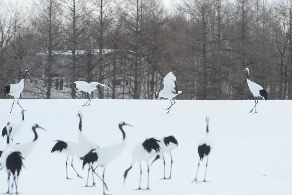 Japon Turnaları Karlı Çayırlarda — Stok fotoğraf
