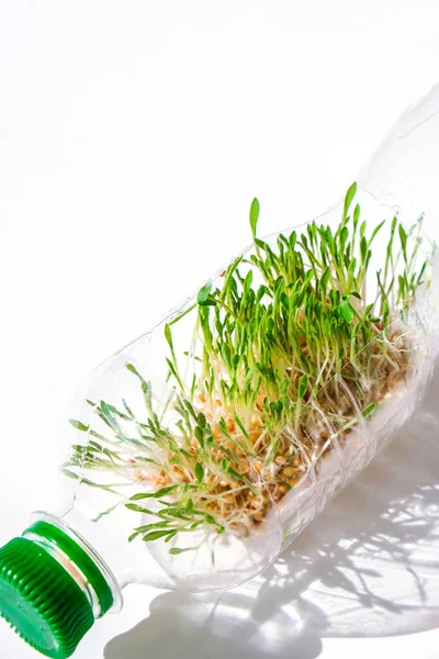 Young Green Plants Plastic Bottle Ecology Environmental Conversation Earth Day — Stock Photo, Image