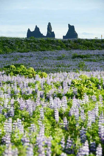 Landscape Lupine Iceland — Stock Photo, Image