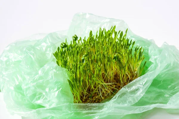 ビニール袋の中の若い緑の植物 生態環境の概念 地球の日の概念 地球規模の汚染 種まき — ストック写真