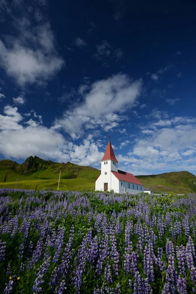 Paisaje Lupine Islandia — Foto de Stock