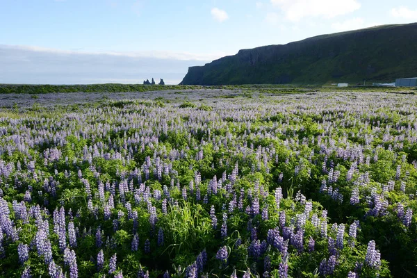 冰岛卢平的景观 — 图库照片