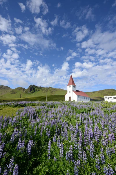 Paisagem Lupine Islândia — Fotografia de Stock