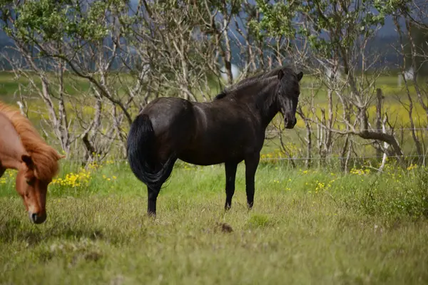 アイスランドの野生の馬 — ストック写真