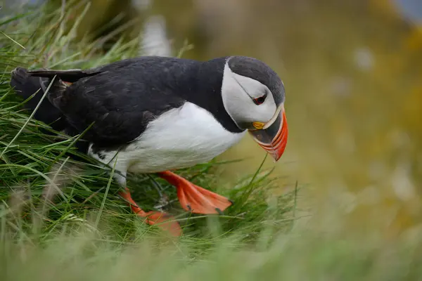 Vedere Aproape Păsărilor Habitatul Natural — Fotografie, imagine de stoc