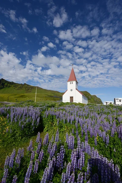 Paisagem Lupine Islândia — Fotografia de Stock