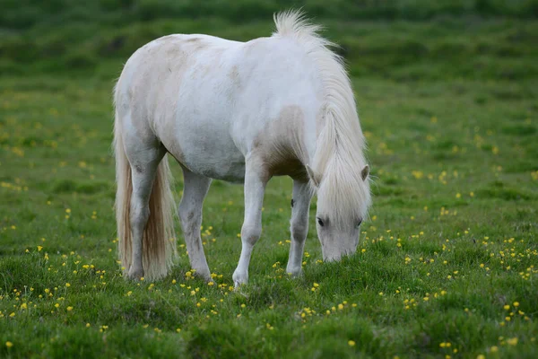 Island Häst Vild Natur — Stockfoto