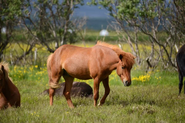 Islanda Cavallo Alla Natura Selvaggia — Foto Stock