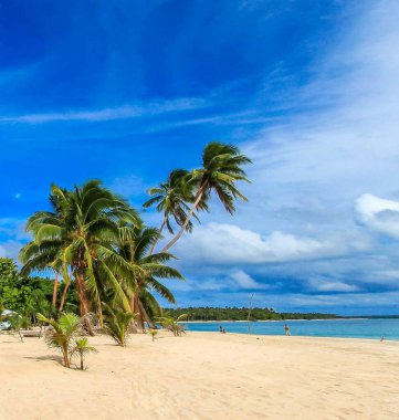 Sahilde palmiye manzarası 