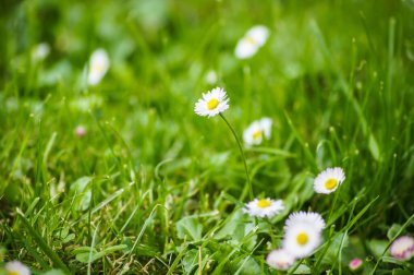 Vahşi alan arkaplan görüntüsü