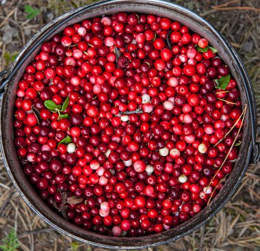 Arka plan için lezzetli kırmızı böğürtlenlerin yakın plan çekimi